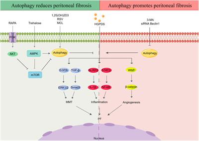 Autophagy in peritoneal fibrosis